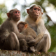 Monkeys in Kerala, India. These are not the monkeys who stole the coronavirus blood samples.